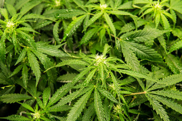 Legal Marijuana cultivation in the home. Green background of leaves. In door grow hemp. Cannabis at...