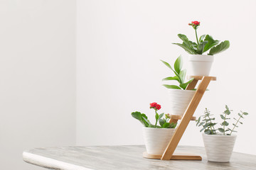 houseplants against  white wall on wooden table