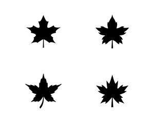 Fototapeta na wymiar Maple leaf logo template vector icon illustration design 