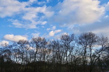 冬の木と青空（青森県上北郡おいらせ町　いちょう公園）