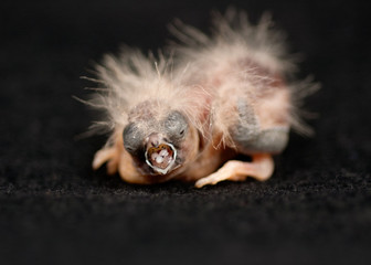 Zebrafink zebra finch Küken chick baby Betteln begging (0077)