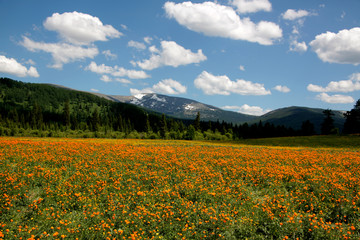 The flower field in Altay