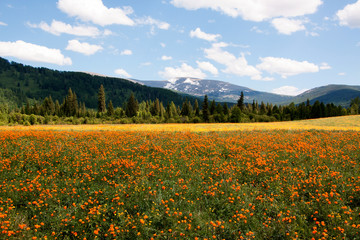 The flower field in Altay
