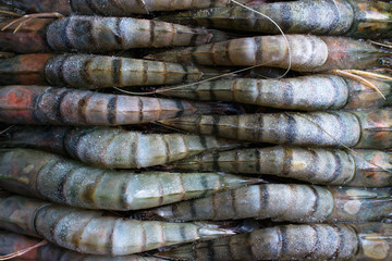 Close up of fresh raw frozen glazing black tiger shrimps plased in row packing in box. Food background. Food ingredients.