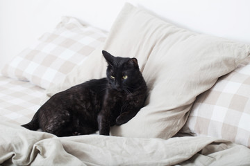 black cat on bed