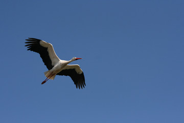 Isolated stork flying with a blue sky