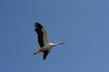Fototapeta na wymiar Isolated stork flying with a blue sky