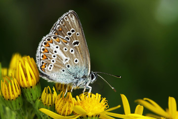 Geranium argus (Aricia eumedon)