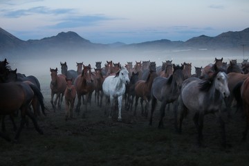 Fototapeta na wymiar wild horses and cowboys.kayseri turkey