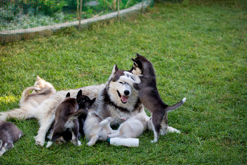 Husky dog feeds puppies on green grass
