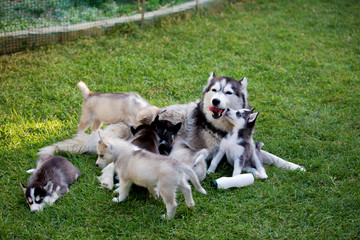 Husky dog feeds puppies on green grass