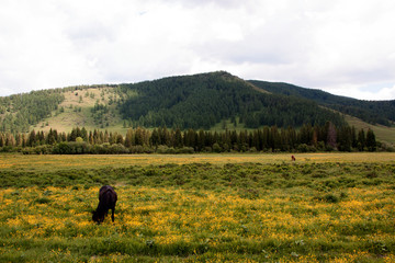 Fototapeta na wymiar Grazing horses on a flower field in Altai