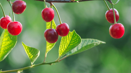 ripe cherry berries on a branch in green foliage