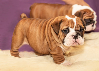 Cute puppy of English Bulldog looks to front