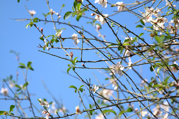 background of spring cherry blossoms tree. selective focus.