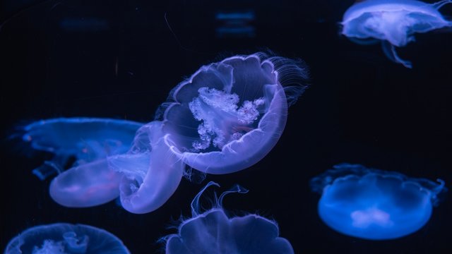 Black Light Jellyfish