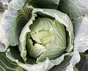 Fresh cabbage head. Close-up.