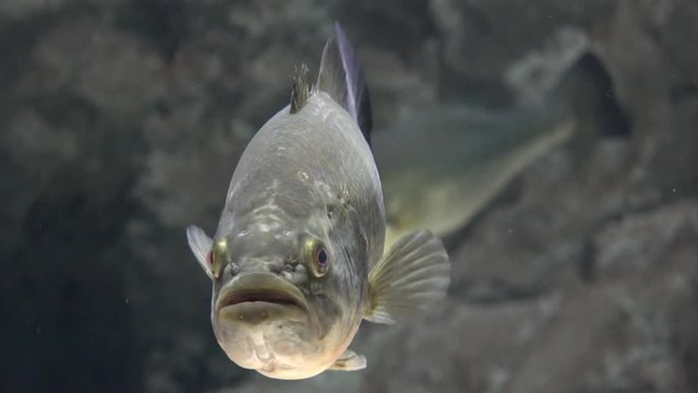 An Ugly Fish Floating