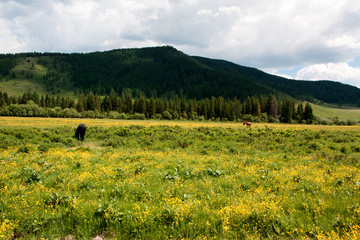 Grazing horses on a flower field in Altai