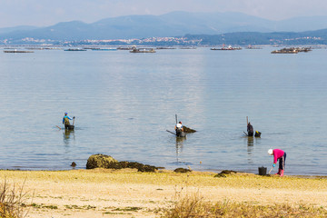 Women fishing clams on the beach