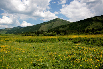 Grazing horses on a flower field in Altai