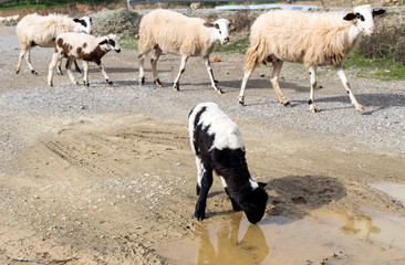 Baby sheep drinks water from a puddle close-up