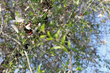 background of spring cherry blossoms tree and beautiful butterfly collects nectar from the flower. selective focus