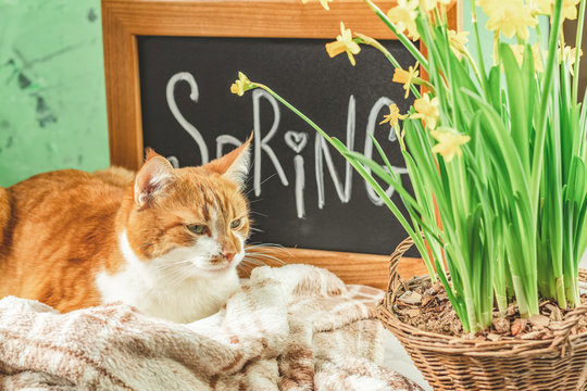 Spring cat coming concept background