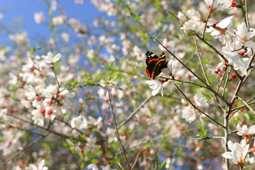 background of spring cherry blossoms tree and beautiful butterfly collects nectar from the flower. selective focus