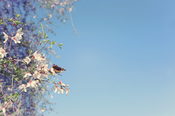 Obraz premium background of spring cherry blossoms tree and beautiful butterfly collects nectar from the flower. selective focus