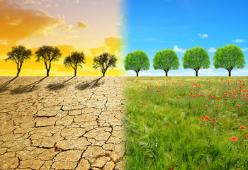 Dry country with cracked soil and meadow with tree. Concept of change climate or global warming.