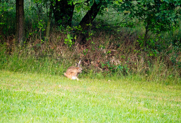 Różne pozy zająca szaraka siedzącego na łące © JDziedzic