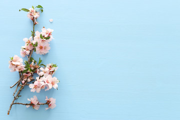 Obraz na płótnie Canvas photo of spring white cherry blossom tree on pastel blue wooden background. View from above, flat lay