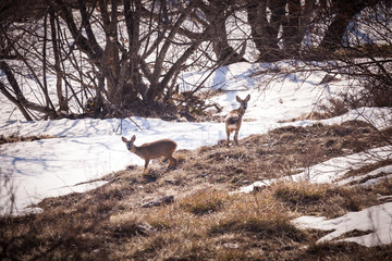 A deer on the prairie.