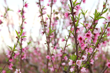 background of spring blossom tree with pink beautiful flowers. selective focus