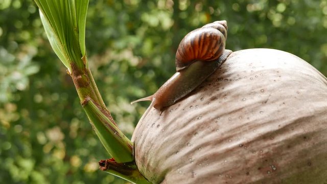 a snail is crawling in circles on a dry coconut, a snail is crawling on a yellow ball, two snails are crawling on a palm tree leaf.