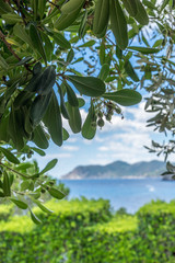 Italy, Cinque Terre, Manarola, a close up of a tree