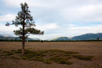 Kurai valley in Altay