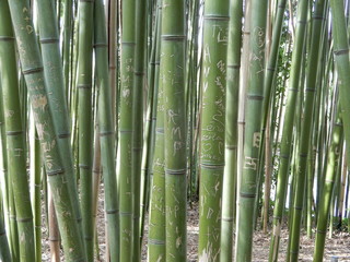 Gravures sur bambous