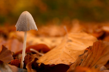 Little mushroom between autumn leaaves