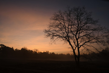 Fototapeta na wymiar Tree silhouette sunrise