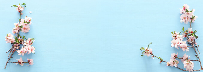 photo of spring white cherry blossom tree on pastel blue wooden background. View from above, flat lay