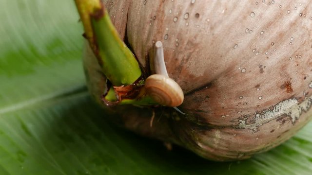 a snail is crawling in circles on a dry coconut, a snail is crawling on a yellow ball, two snails are crawling on a palm tree leaf.