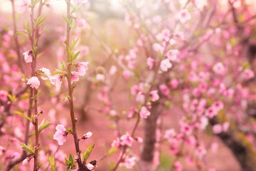 background of spring blossom tree with pink beautiful flowers. selective focus