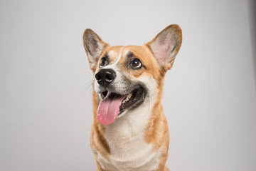 Funny corgi pembroke in studio in front of a white background