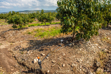 Avocado plantation with water automatic irrigation
