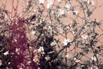 background of spring cherry blossoms tree and beautiful butterfly collects nectar from the flower. selective focus
