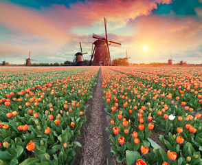 Dramatic spring scene on the tulip farm. Colorful sunset in Netherlands, Europe.