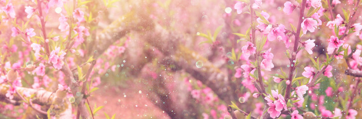 background of spring blossom tree with pink beautiful flowers. selective focus
