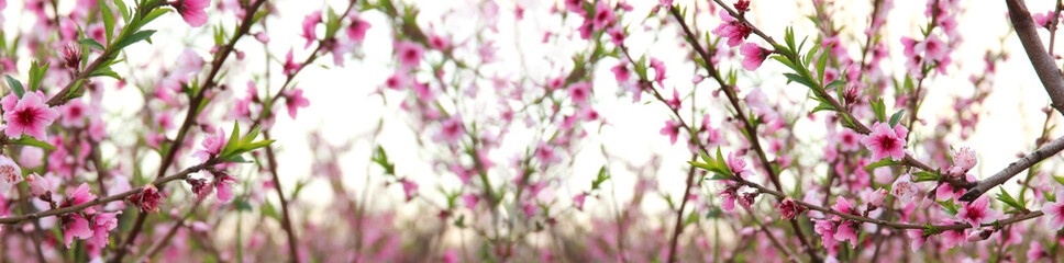Obraz premium background of spring blossom tree with pink beautiful flowers. selective focus